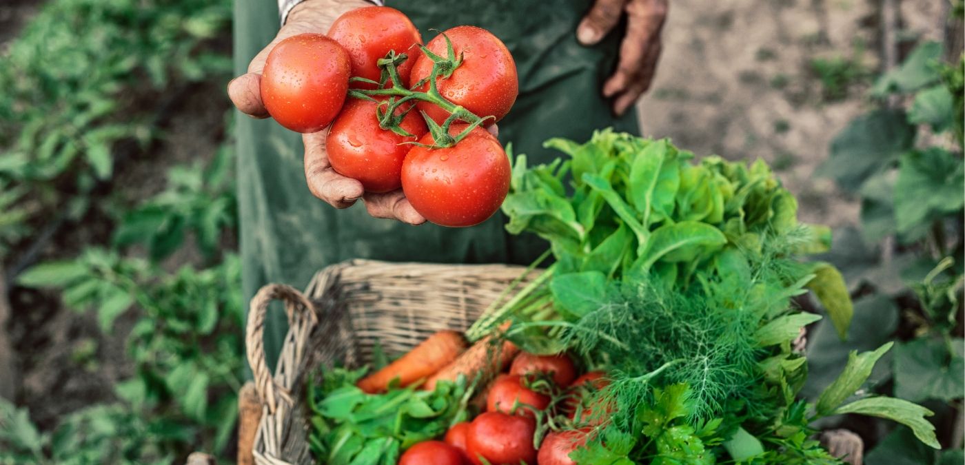 principais benefícios do tomate
